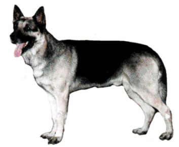 ВЕО Восточно-европейская овчарка Викинг собака кобель для вязки щенки